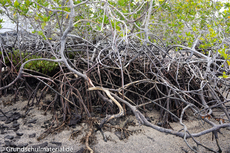 Galapagos-Pflanzen25.jpg